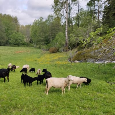 Svarta och vita får betar i en beteshaage.