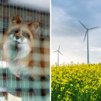 Bildcollage av två bilder, till vänster ett djur i fångenskap och till höger vindkraft.