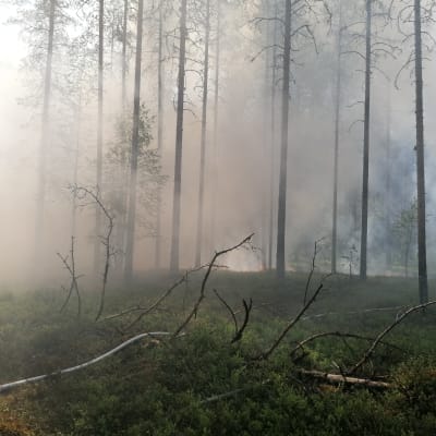 Metsässä savua, metsä palaa. Ennallistamispoltto Ilomantsin Koitajoella.