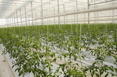 Jonathan Nordbergs tomatplantor inne i växthuset.
