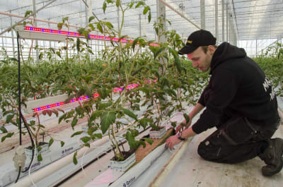 Jonathan Nordberg tittar på tomatplantor som finns bredvid röda och blåa ledlampor.
