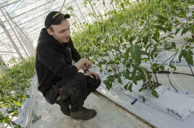 Jonathan Nordberg kollar temperaturen i tomatplantans stenull, med hjälp av en termometer.