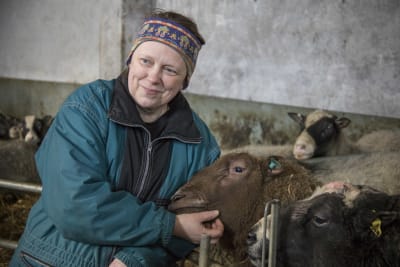 Fårfarmare Helinä Leppänen krafsar ett får under hakan