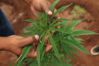 Person håller i en cannabisplanta 