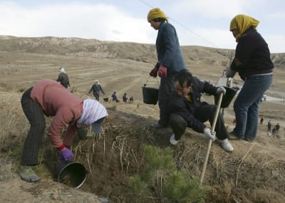 Maanviljelijät istuttivat puita kuivalla Zhangjiakoun alueella Kiinassa. 