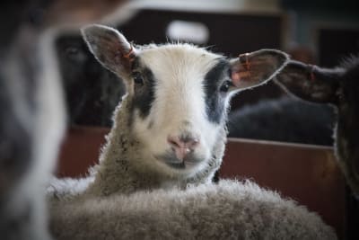 Ett lamm kikar rakt in i kameran