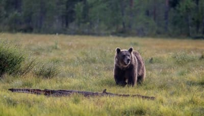En björn går på gräset och tittar åt sidan.