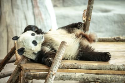 Pandan Lumi vilar sig i pandainhägnaden.