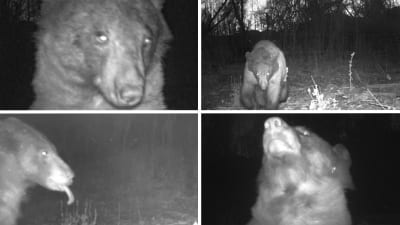 Bildcollage av fyra bilder av en svartbjörn.