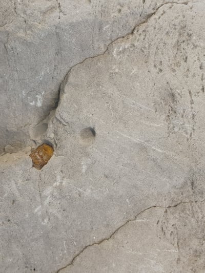 En grå sten med spår av Syringomorpha. Och runda och grunda gropar av Bergaueria och möjligen en bit av en trilobit.