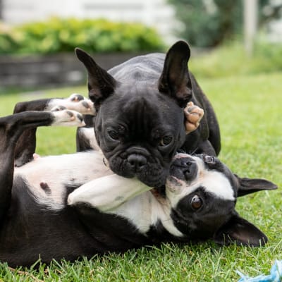 En fransk bulldogg och en bostonterrier ligger på en gräsmatta.