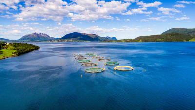 Laxodling i norsk fjord. 