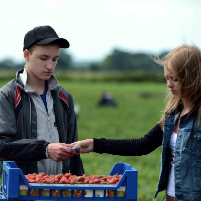 Wojtek (Stanislaw Cywka) får ett kvitto av Anneli (Nelly Axelsson) för den låda jordgubbar han just plockat. 