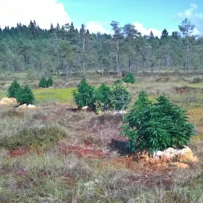 Cannabisplantor i nationalparken Kurjenrahka.