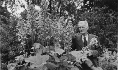 Oriveden Hörtsänän arboretumin perustaja Hugo Hörtsänä mustavalkoisessa kuvassa, kuva vuodelta 1945.