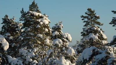 Snötäckta träd