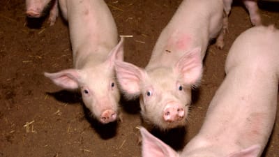 Livsmedelsstrejken åstadkommer inte bara tomma butikshyllor - den inverkar negativt på djuruppfödarnas ekonomi och på djurens levnadsstandard. Bild: YLE/Seppo Nykänen