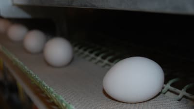 Ägg på hönsgård i Korsholm