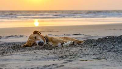 En hund som ligger på stranden i solnedgången.