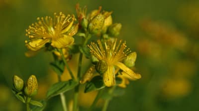 Närbild på en växt med gula blommor.