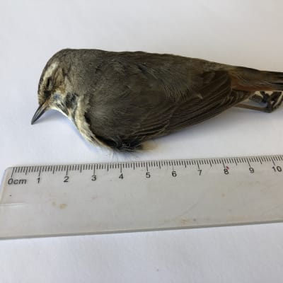 Tre bilder på en död fågel med linjal bredvid sin sida.