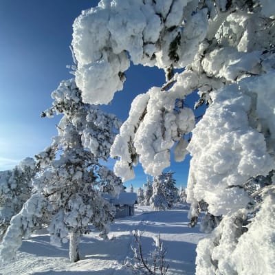 Luminen talvimaisema Aalistunturilta. Tykkylumisia puita, taustalta pilkottaa pieni puuliiteri. Aurinko paistaa.