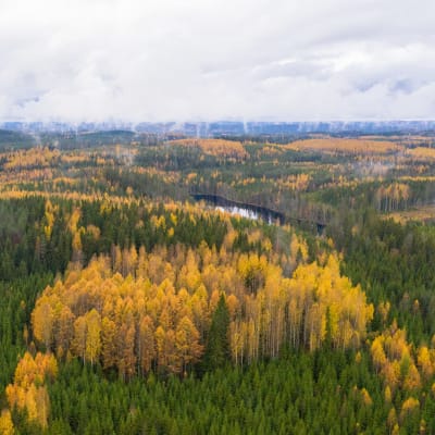 Ruskan värittämää metsää Etelä-Savossa Heinävedellä
