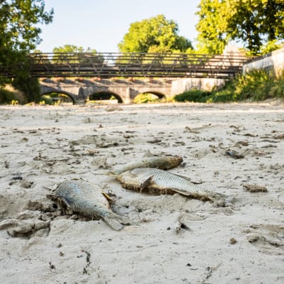 På bottnet av den uttorkade floden Tille i Frankrike ligger döda fiskar. 