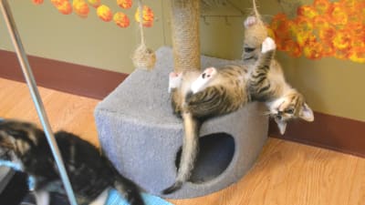 En kattunge hänger upp och ner i en leksak som är fäst i en liten klätterställning.