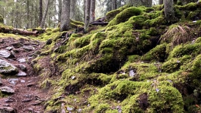En stig i en backe i en gammal granskog. Vått väder, stenar och trädrötter syns på stigen.