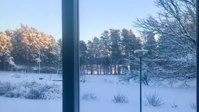 Vy från ett fönster. Vinterlandskap i blå toner och sol i trädtoppar.