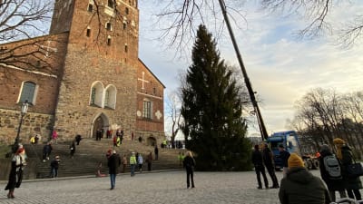 Åbos egna julgran för året 2021 hissas upp på Åbo domkyrkotorg.