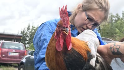 Eläinlääkäri tutkii kukkoa.