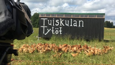 Hönorna vid Tuiskula hönshus i Sjundeå.