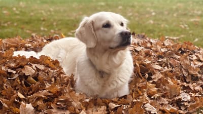 Hund i lövhög
