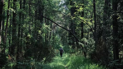 Polku metsän keskellä, kaukana näkyy ihminen hyvin pienenä kulkemassa selin kameraan, metsä kaartuu yläpuolelle.
