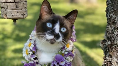 Brun katt med midsommarkrans runt halsen. 