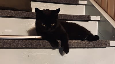 Katt i trappa.