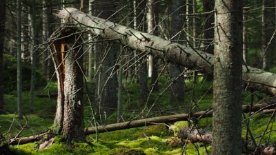 Brusten tallstam i gammal skog med mossbevuxen skogsbotten
