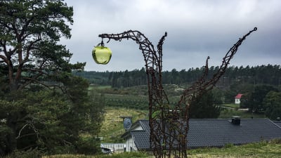 En stödkonstruktion för äpple med ett nytt äppelträd som börjat växa längs konstruktionen.