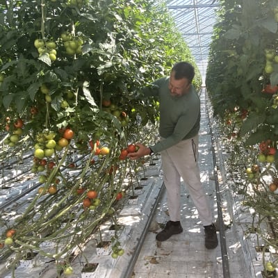 Jens Juthström står mellan två långa rader av tomatplantor i ett växthus och inspekterar en klase tomater.
