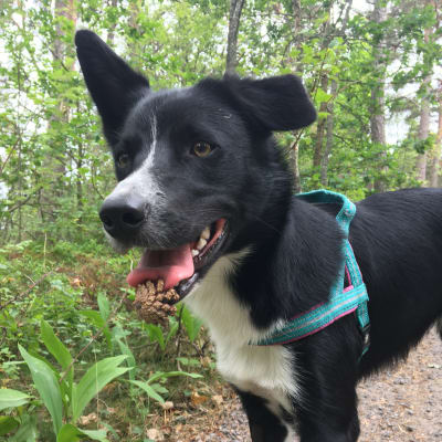 Hund med kotte i munnen.
