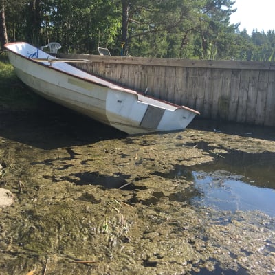 Roddbåt på land vid brygga omgärdad av alger.