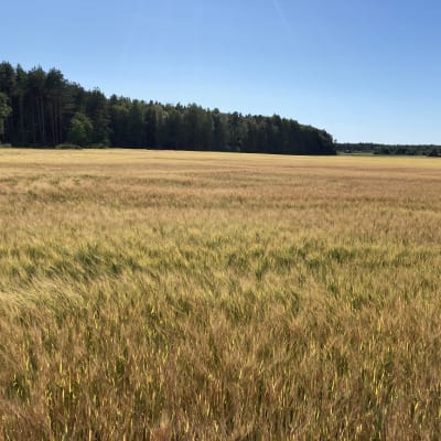 Viljaa pellossa.
