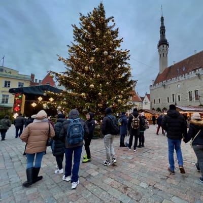 Valaistu ja koristeltu joulukuusi Tallinnan raatihuoneentorilla ihmisten ympäröimänä.