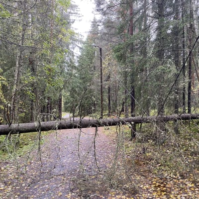 A tree downed on a powerline in Tampere 7.10.2023.