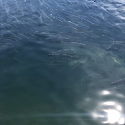 Tättpackad fisk simmar strax under vattenytan i fiskodling i Brändö Åland. 