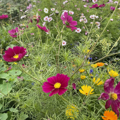 Blommor.