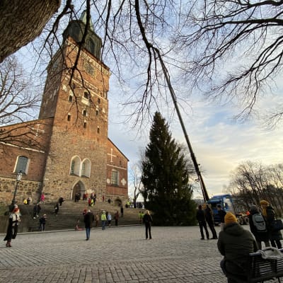 Åbos egna julgran för året 2021 hissas upp på Åbo domkyrkotorg.
