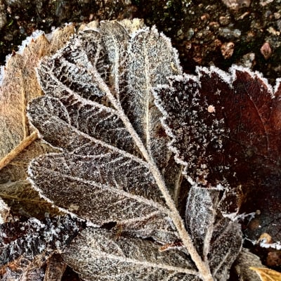 Ett höstlöv med frost på ytan.